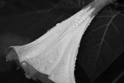 Close-up of raindrops on leaves