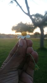 Cropped image of hand holding plant