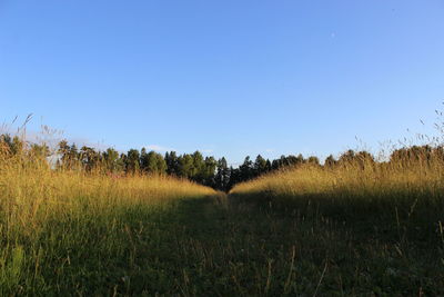 Scenic view of grassy field against blue sky