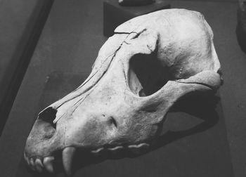 Close-up of animal skull