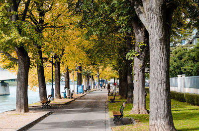 Trees by waterfront in city