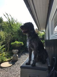 Dog sitting on grass against sky