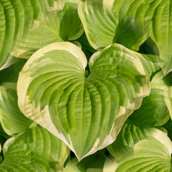 Full frame shot of green leaves