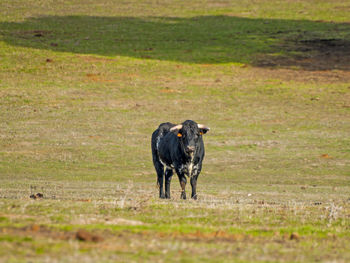 Cow on field