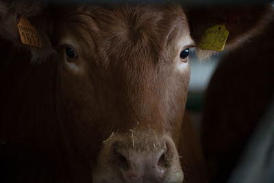 Close-up of cow