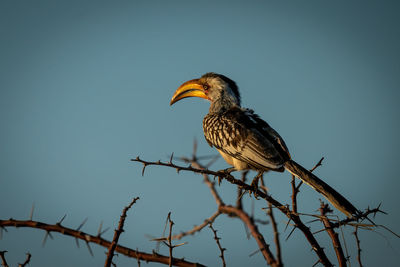 Southern yellow-billed hornbill in thornbush at dawn