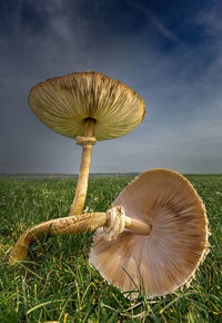 High angle view of mushroom growing on field