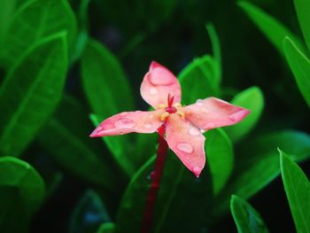 Close-up of pink rose flower