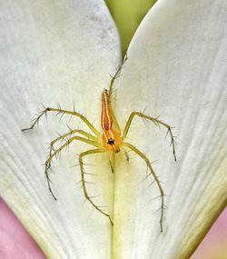 Close-up of spider on flower