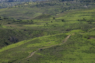 High angle view of trees on field
