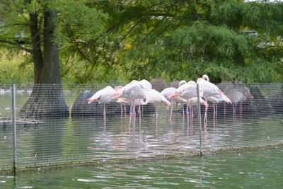 View of birds in lake