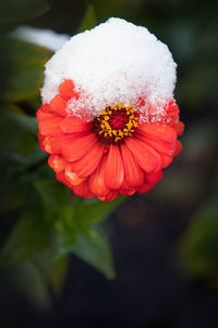 Close-up of red flower