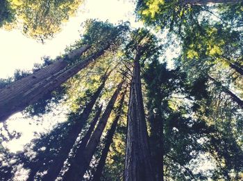 Low angle view of trees against sky