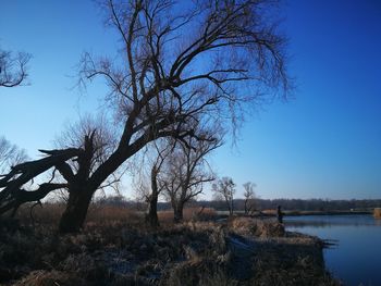 Bare tree by lake against clear blue sky