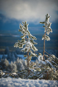 Close-up of frozen plant on land