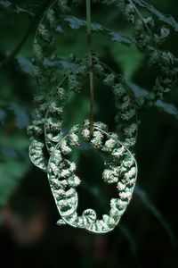 Dry green fern