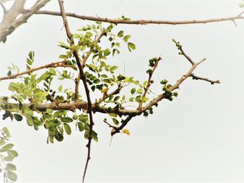 Low angle view of plant against clear sky