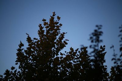 Low angle view of tree against clear blue sky