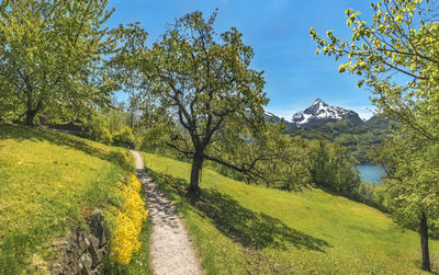 Trees on field against sky