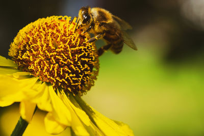 Close-up of bee on yellow flower