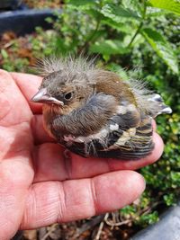 Close-up of a hand holding a bird