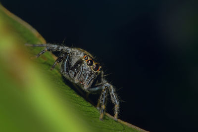 Close-up of spider