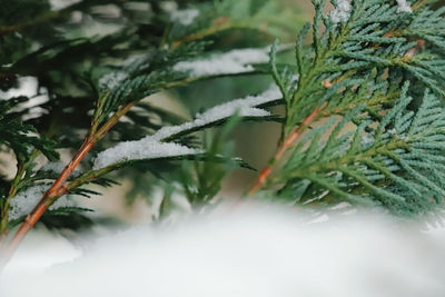 Close-up of frost on pine tree