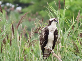 Bird perching on grass