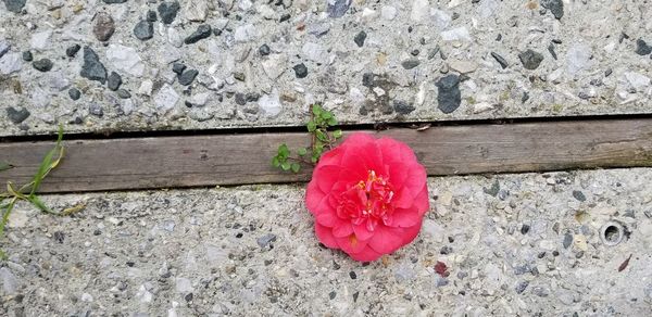 Close-up of red rose flower on wood