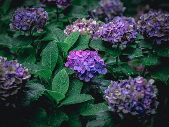 Close-up of purple hydrangea flowers