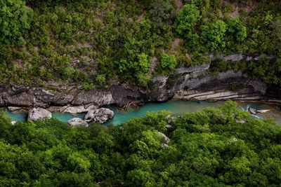 Scenic view of waterfall in forest