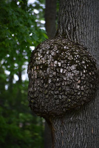 Close-up of tree trunk in forest