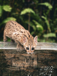 Close-up of cat