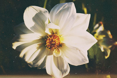 Close-up of flower blooming outdoors