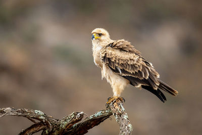 Tawny eagle on branch of dead tree