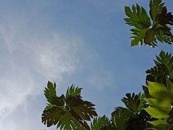 Low angle view of leaves against blue sky