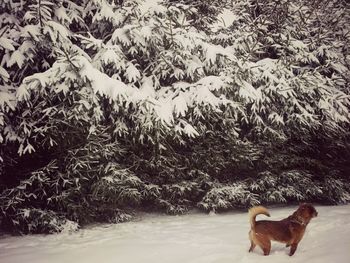 Dog standing on field