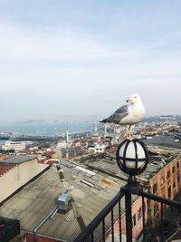 Seagull perching on a city