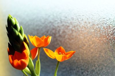 Close-up of flowers blooming outdoors