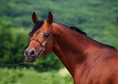 Portrait of horse standing against trees