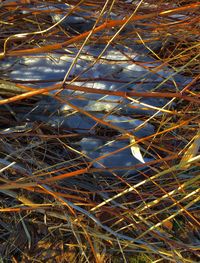 Trees in water