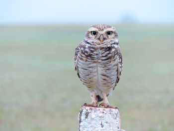 Close-up of owl perching on wooden post