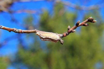 Close-up of insect on plant