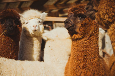 Close-up of two sheep