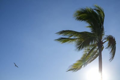 Low angle view of coconut palm tree against clear blue sky