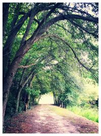 Trees in forest