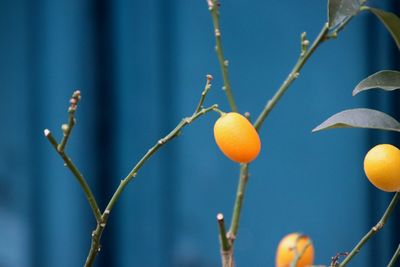 Close-up of fruit growing on plant