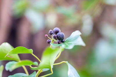 Close-up of purple flowering plant