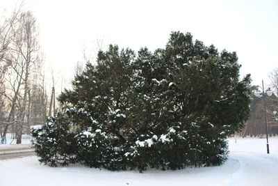 Trees against sky during winter