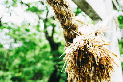 Close-up of dried plant